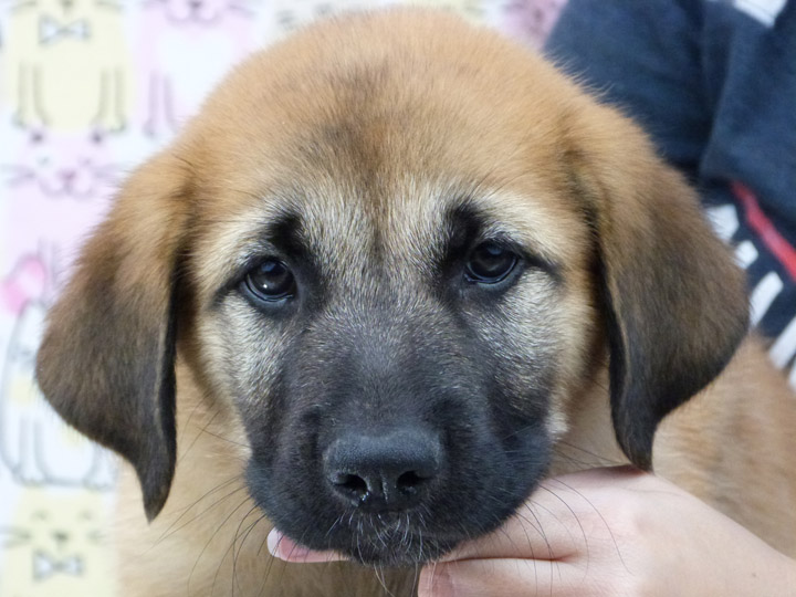 chinook puppy